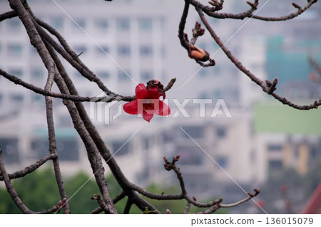 The view of Cotton Tree (Bombax ceiba) in the outdoors in cloudy day. Red flowers on the tree. Flower and plant. The view of Cotton Tree (Bombax ceiba) in the outdoors in cloudy day. Red flowers on the tree. Flower and plant. 136015079