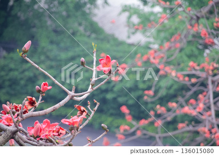 The view of Cotton Tree (Bombax ceiba) in the outdoors in cloudy day. Red flowers on the tree. Flower and plant. The view of Cotton Tree (Bombax ceiba) in the outdoors in cloudy day. Red flowers on the tree. Flower and plant. 136015080