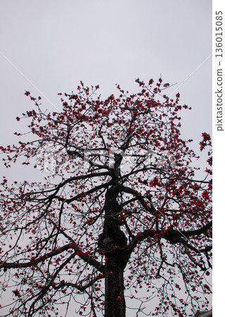 The view of Cotton Tree (Bombax ceiba) in the outdoors in cloudy day. Red flowers on the tree. Flower and plant. 136015085