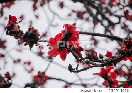 The view of Cotton Tree (Bombax ceiba) in the outdoors in cloudy day. Red flowers on the tree. Flower and plant. The view of Cotton Tree (Bombax ceiba) in the outdoors in cloudy day. Red flowers on the tree. Flower and plant. 136015086