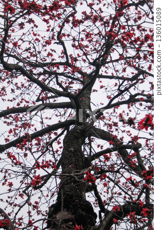The view of Cotton Tree (Bombax ceiba) in the outdoors in cloudy day. Red flowers on the tree. Flower and plant. The view of Cotton Tree (Bombax ceiba) in the outdoors in cloudy day. Red flowers on the tree. Flower and plant. 136015089
