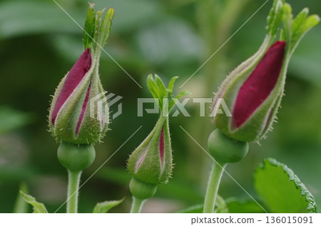 玫瑰花蕾，尚未盛開 136015091