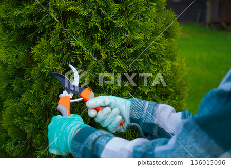 With careful attention, the gardener's plaid-clad arm extends the pruner deep into the thuja to reach and remove a specific dry, yellowing inner branch. 136015096
