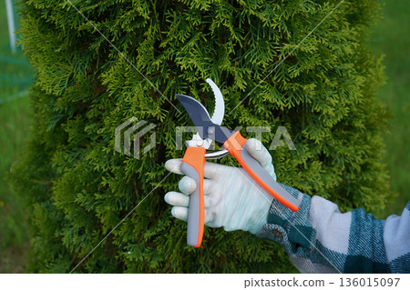 The snip of the pruner is audible as hands from a green flannel shirt expertly remove the unsightly, dry yellow branches from the otherwise green thuja bush. 136015097