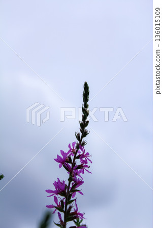 Low angle of Lythrum virgatum under the cloudy sky. Purple wild flowers in the rural. Flower and plant. 136015109