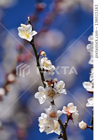Plum blossoms in Dazaifu (for praying for success in exams, etc.) 136015163