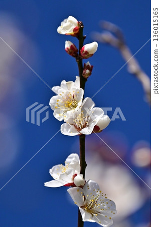 太宰府梅（求入學考試等） 136015165