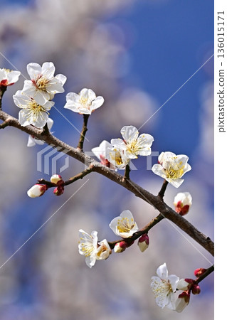 Plum blossoms in Dazaifu (for praying for success in exams, etc.) Plum blossoms in Dazaifu (for praying for success in exams, etc.) 136015171