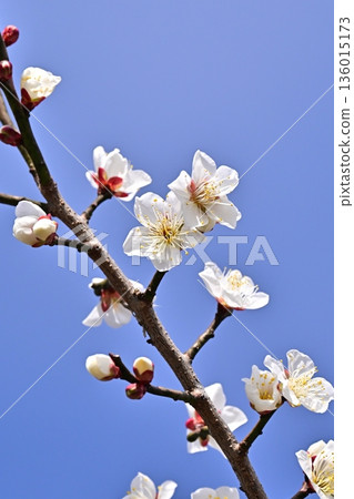 Plum blossoms in Dazaifu (for praying for success in exams, etc.) 136015173