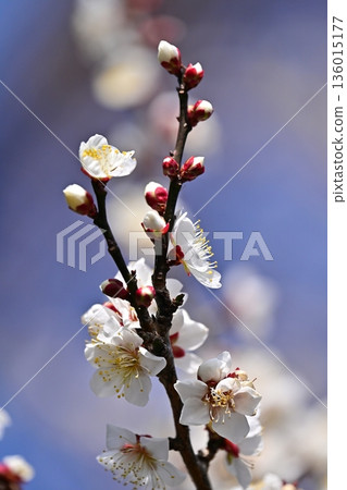 Plum blossoms in Dazaifu (for praying for success in exams, etc.) Plum blossoms in Dazaifu (for praying for success in exams, etc.) 136015177