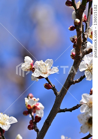 Plum blossoms in Dazaifu (for praying for success in exams, etc.) Plum blossoms in Dazaifu (for praying for success in exams, etc.) 136015182