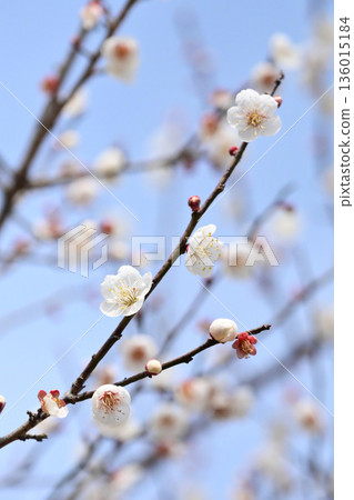 Plum blossoms in Dazaifu (for praying for success in exams, etc.) 136015184