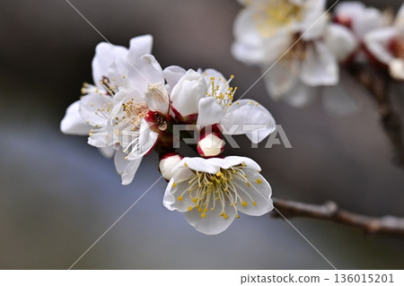Plum blossoms in Dazaifu (for praying for success in exams, etc.) Plum blossoms in Dazaifu (for praying for success in exams, etc.) 136015201