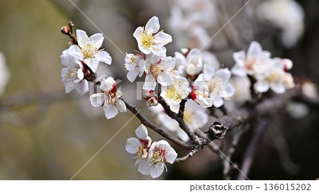 Plum blossoms in Dazaifu (for praying for success in exams, etc.) Plum blossoms in Dazaifu (for praying for success in exams, etc.) 136015202