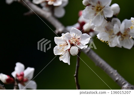 Plum blossoms in Dazaifu (for praying for success in exams, etc.) 136015207