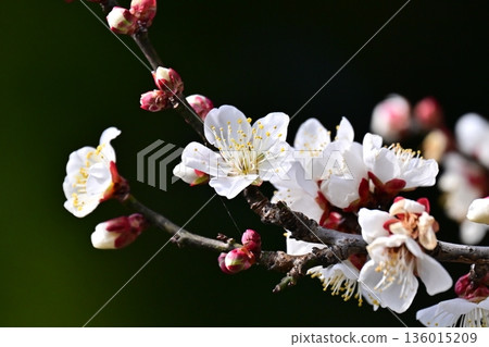 Plum blossoms in Dazaifu (for praying for success in exams, etc.) Plum blossoms in Dazaifu (for praying for success in exams, etc.) 136015209