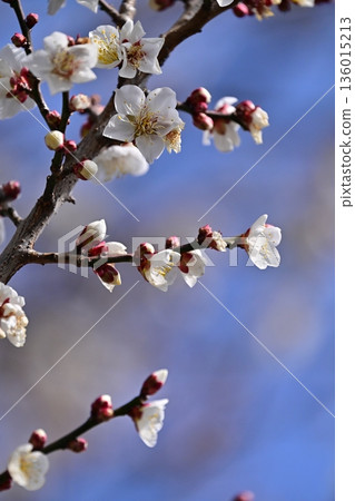 Plum blossoms in Dazaifu (for praying for success in exams, etc.) 136015213