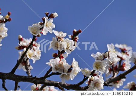 Plum blossoms in Dazaifu (for praying for success in exams, etc.) 136015216