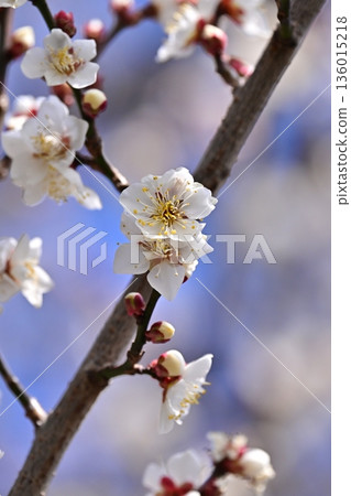 Plum blossoms in Dazaifu (for praying for success in exams, etc.) 136015218