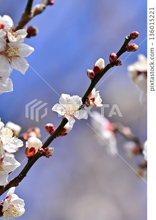 Plum blossoms in Dazaifu (for praying for success in exams, etc.) Plum blossoms in Dazaifu (for praying for success in exams, etc.) 136015221