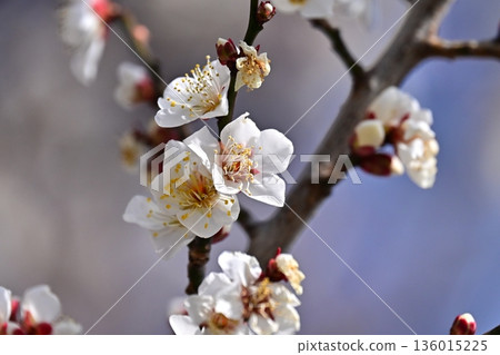 Plum blossoms in Dazaifu (for praying for success in exams, etc.) 136015225