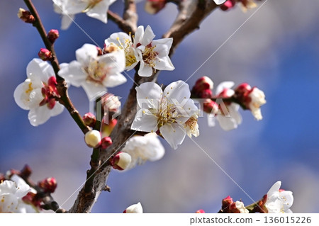 Plum blossoms in Dazaifu (for praying for success in exams, etc.) 136015226