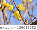 Wintersweet, Full Moon Wintersweet, Flowers of Kokan, Image of Daikan, Image of the Beginning of Spring 136015252
