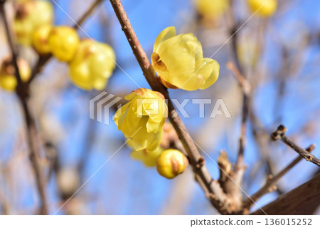 Wintersweet, Full Moon Wintersweet, Flowers of Kokan, Image of Daikan, Image of the Beginning of Spring 136015252