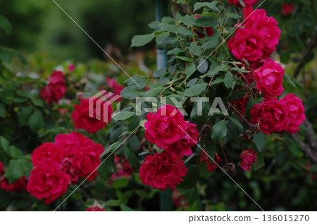Vivid red rose 2 Vivid red rose 2 136015270