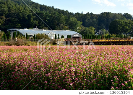 山梨縣,山中湖花之宮湖公園,紅蕎麥田(高菖蒲)和花之宮湖大橋 山梨縣,山中湖花之宮湖公園,紅蕎麥田(高菖蒲)和花之宮湖大橋 136015304