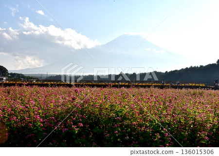 山梨縣、山中湖花卉公園、紅蕎麥田（高菖蒲）和富士山 136015306