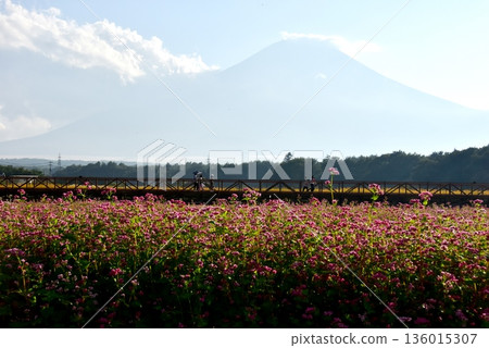 山梨縣、山中湖花卉公園、紅蕎麥田（高菖蒲）和富士山 136015307