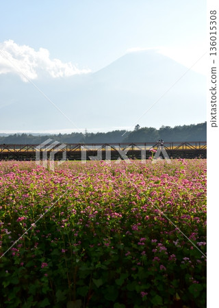 山梨縣、山中湖花卉公園、紅蕎麥田（高菖蒲）和富士山 136015308
