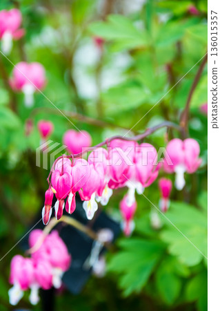 A row of heart-shaped pale pink bleeding heart flowers at Eastcote House Gardens on the outskirts of London 136015357