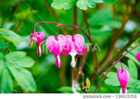 倫敦郊區伊斯特科特莊園花園裡，一排淡粉紅色的心形荷包牡丹花盛開。 136015358