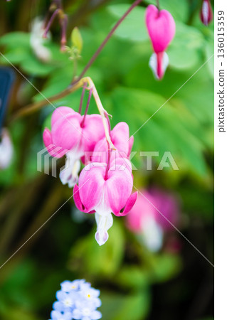 倫敦郊區伊斯特科特莊園花園裡，一排淡粉紅色的心形荷包牡丹花盛開。 136015359