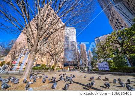 日本東京城市景觀：都丁前站…一群鴿子在曬太陽…不知道土壤是不是比較暖和一點…= 2026年1月25日 136015401
