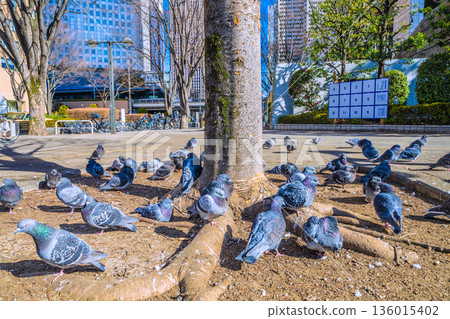 日本東京城市景觀:都丁前站…一群鴿子在曬太陽…不知道土壤是不是比較暖和一點…= 2026年1月25日 日本東京城市景觀:都丁前站…一群鴿子在曬太陽…不知道土壤是不是比較暖和一點…= 2026年1月25日 136015402