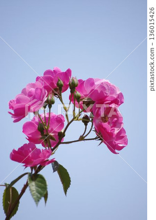 燦爛的粉紅色玫瑰 136015426