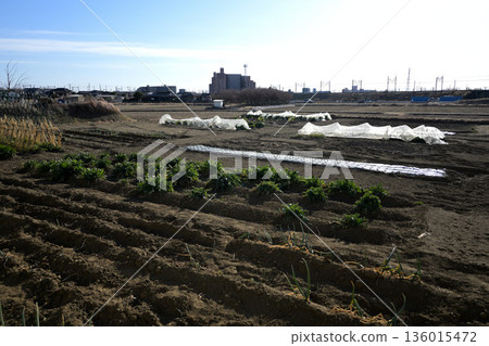 (Rural landscape) Winter fields, apartment buildings, and row of houses (Rural landscape) Winter fields, apartment buildings, and row of houses 136015472