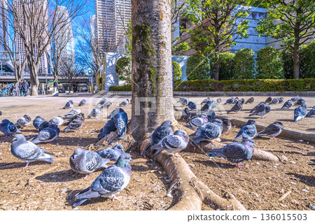 日本東京城市景觀:都丁前站…一群鴿子在曬太陽…不知道土壤是不是比較暖和一點…= 2026年1月25日 日本東京城市景觀:都丁前站…一群鴿子在曬太陽…不知道土壤是不是比較暖和一點…= 2026年1月25日 136015503
