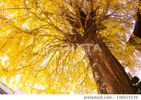 銀杏葉染黃 136015539