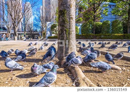 Tokyo cityscape in Japan: Tochomae Station... A flock of pigeons sunbathing... I wonder if the soil is warmer... = January 25, 2026 Tokyo cityscape in Japan: Tochomae Station... A flock of pigeons sunbathing... I wonder if the soil is warmer... = January 25, 2026 136015549