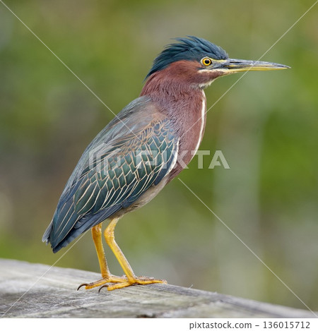Heron perched on a railing Heron perched on a railing 136015712