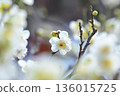 前景中一朵潔白的梅花，其他白色的梅花則模糊不清。 136015725