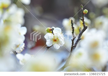 A single white plum blossom with the other white plum blossoms blurred in the foreground A single white plum blossom with the other white plum blossoms blurred in the foreground 136015725
