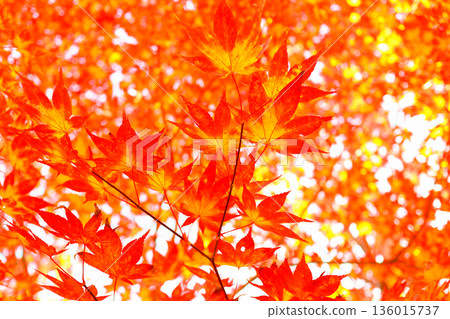 Bright autumn leaves Bright autumn leaves 136015737