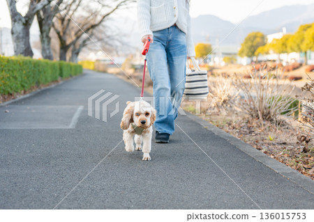 Walking the dog (American Cocker Spaniel) 136015753