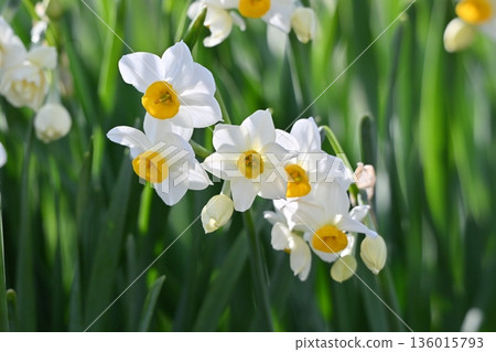 Daffodil (narcissus) 136015793