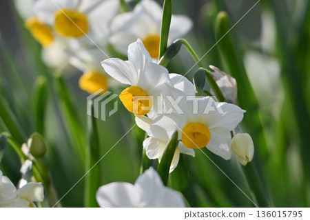 Daffodil (narcissus) Daffodil (narcissus) 136015795